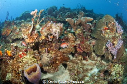 Beautiful St. Lucia Reef.......Canon 5D MK II, Ikelite ho... by Kevin Robert Panizza 